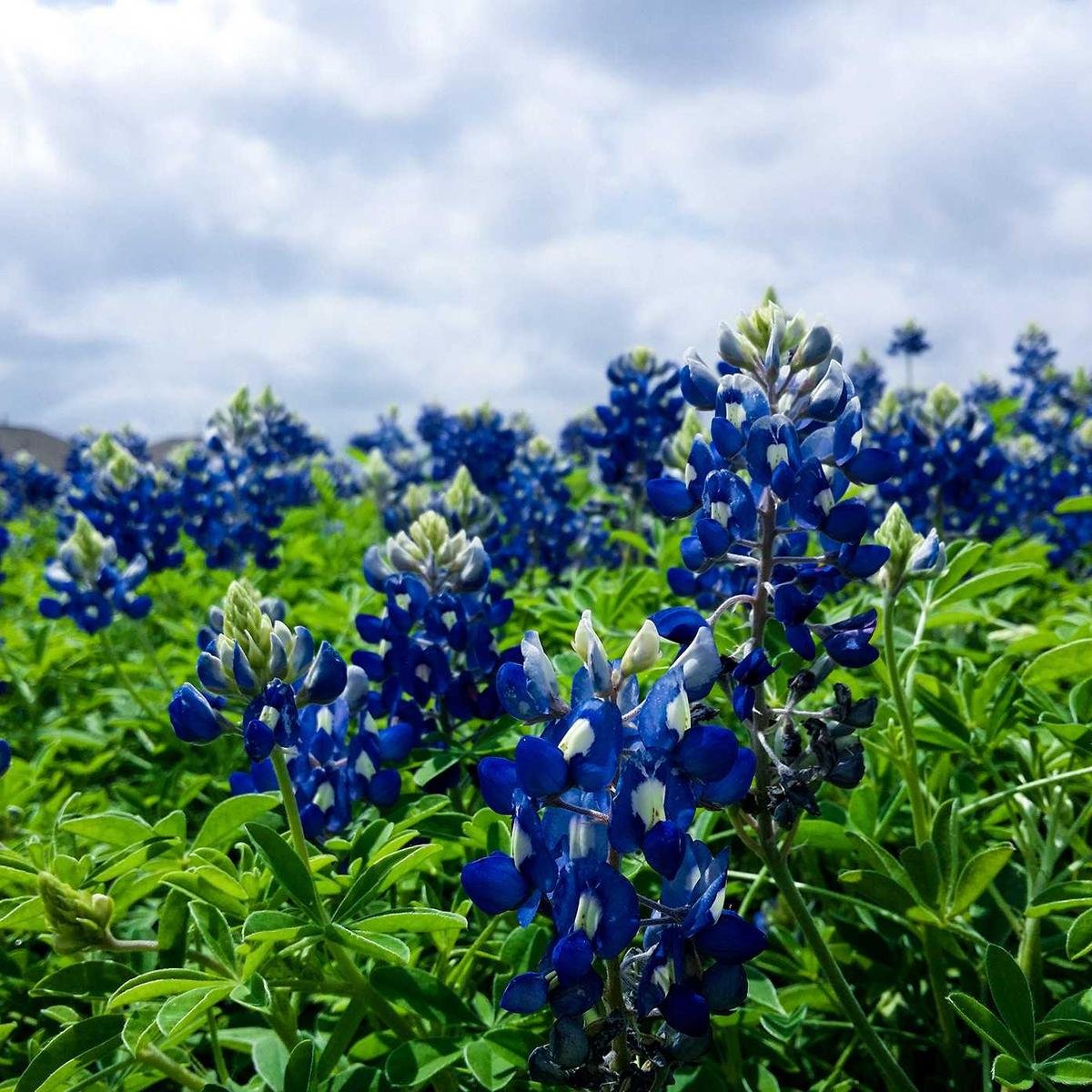 CeraVe Hydrating Cleanser