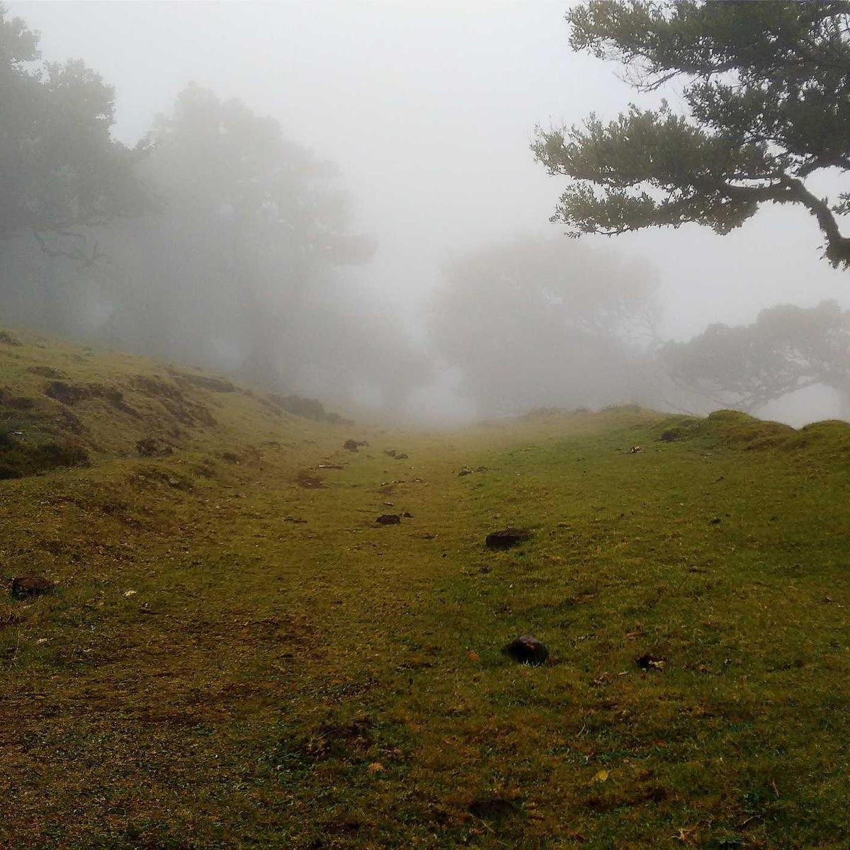 Levi's 511 Slim Jeans